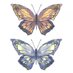 Tattooed Now! - Two Colour Butterflies