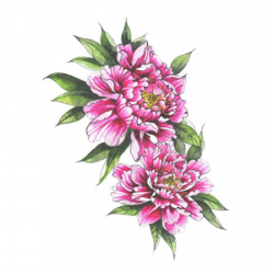 Tattooed Now! Peonies Colour Tattoo (Small)