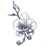 Tattooed Now! Orchid Flower Tattoo